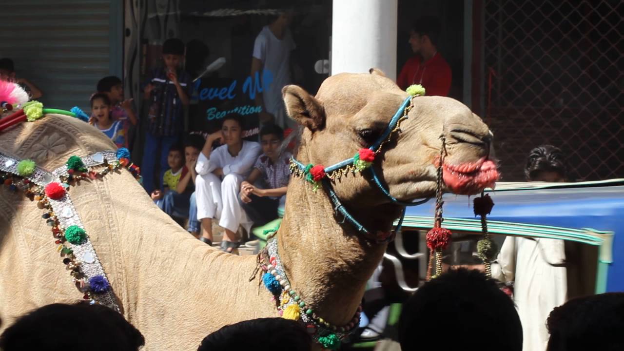 funny camel drinking sting
