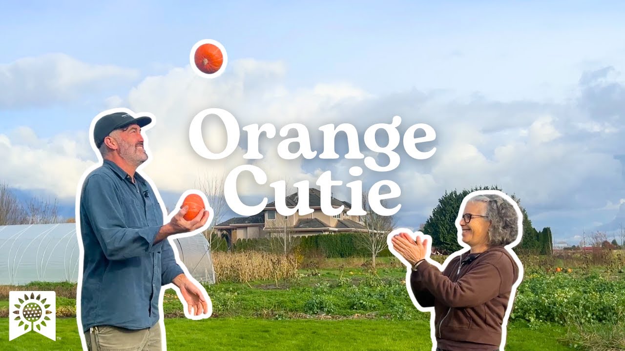 Orange Cutie | West Coast Seeds