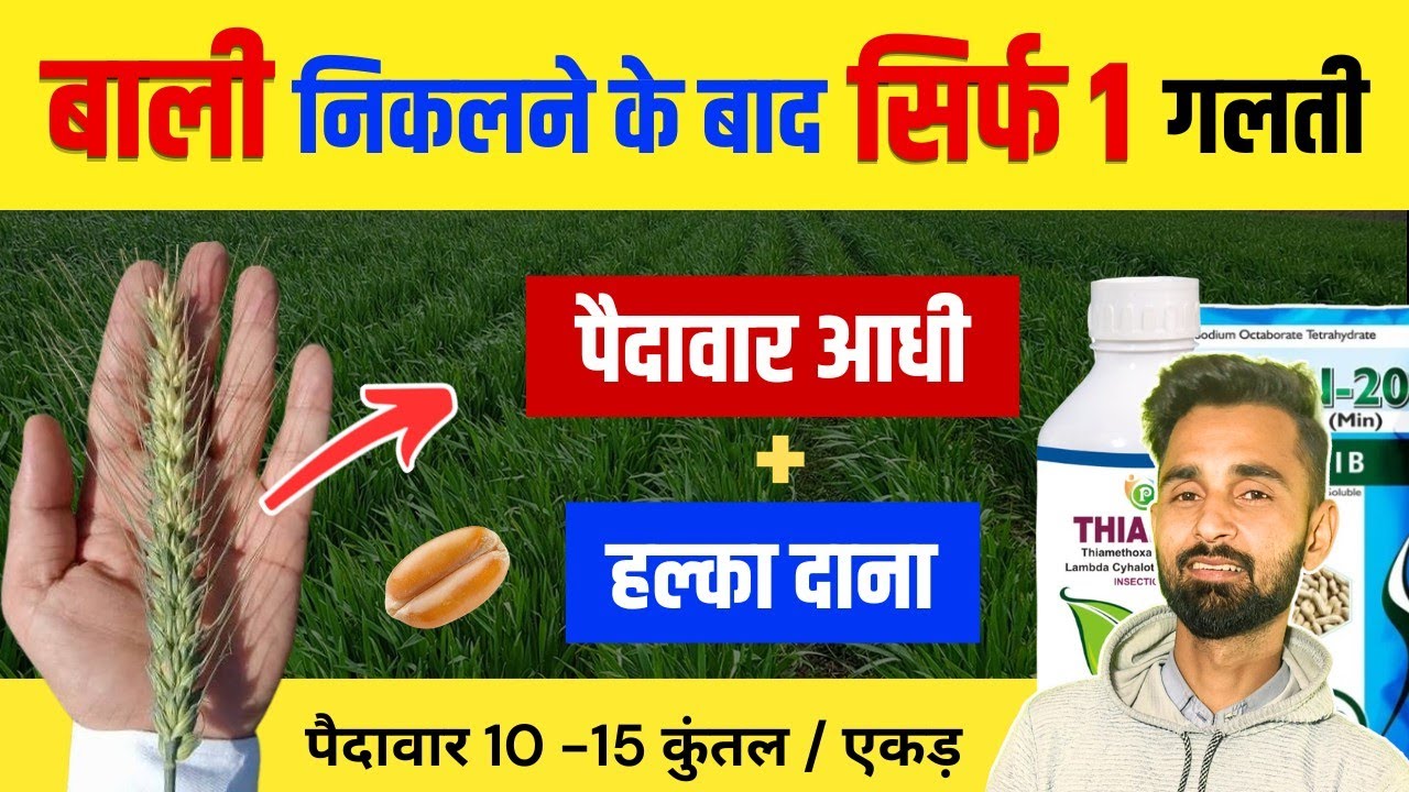 बाली निकलने के बाद की ये 1 गलती, गेहूं का दाना हल्का और पैदावार आधी !