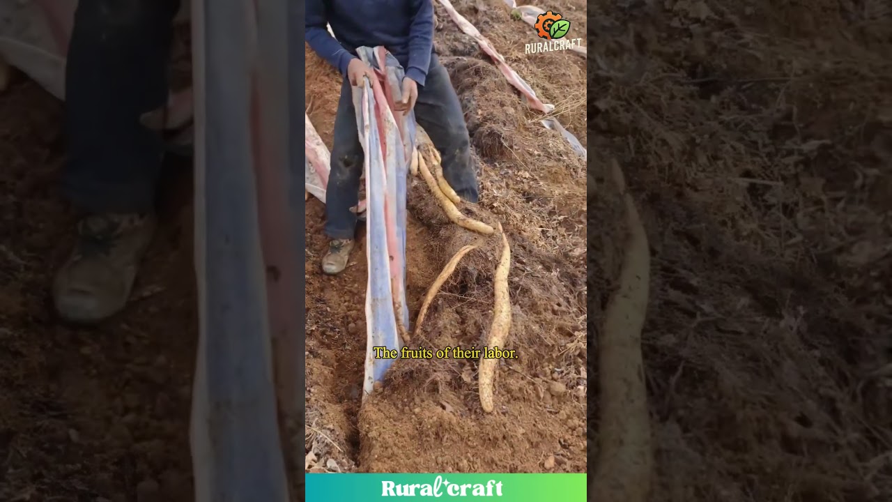 The Fruits of Labor: A Bountiful Yam Harvest #farming #hardwork #agriculture