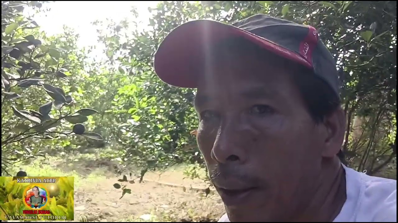 Presyo ng calamansi nanatili sa 1800 per bag 