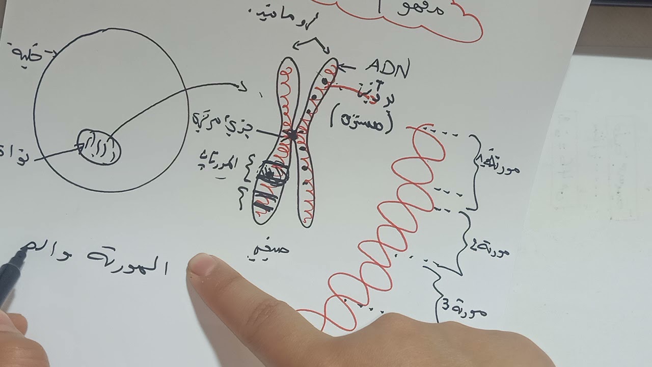 مفهوم المورثة و الأليل. سنة اولى ثانوي