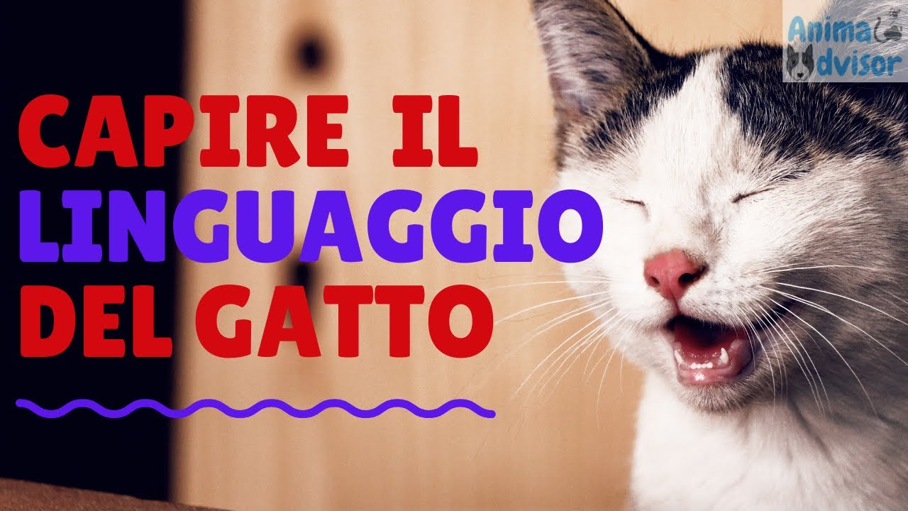 COME CAPIRE LA LINGUA DEI GATTI