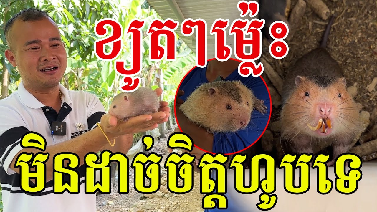 ខ្យូតៗម៉្លេះ បើបានមួយចិញ្ចឹមមិនដឹងល្អយ៉ាងណា ឆ្លាតគួរឱ្យស្រលាញ់