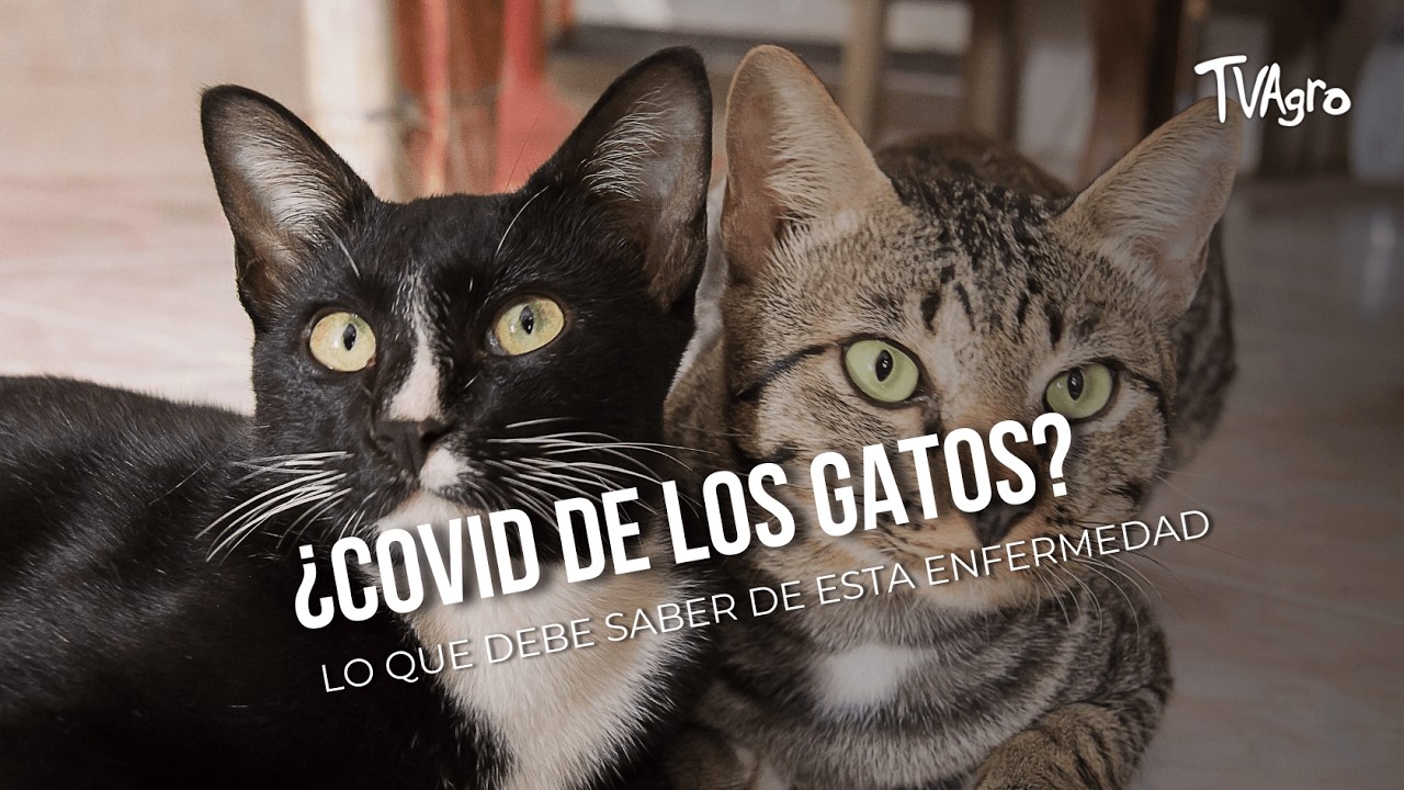 ¿COVID de los gatos? lo que debe saber de esta enfermedad - TvAgro por Juan Gonzalo Angel