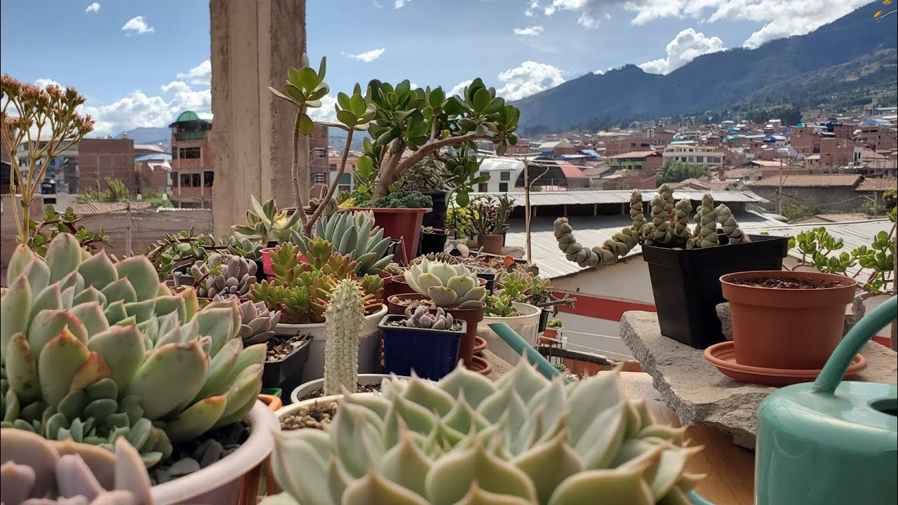 Cómo acondicionar un espacio PARA LAS SUCULENTAS | TOUR por mi JARDIN, nueva ubicación | Tips 😉👍🌵🦙