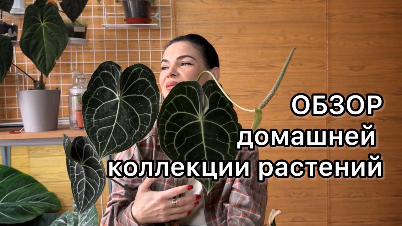 ОБЗОР домашней коллекции растений 🌱январь 2026г