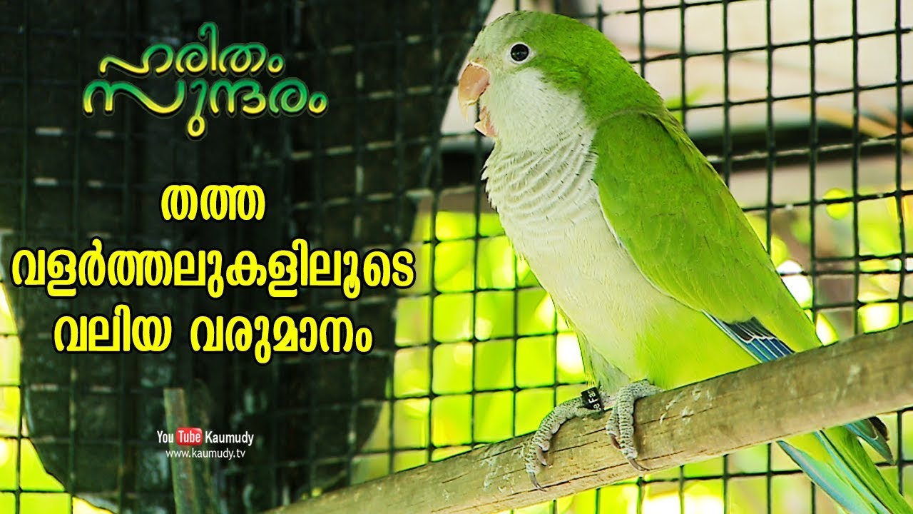 Earn huge profit through parrot breeding | Haritham Sundharam | EP 205