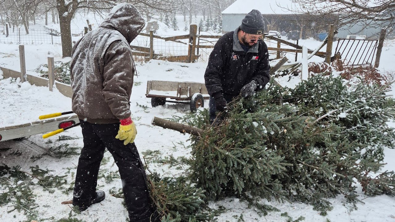 Selling Christmas trees at the golden nursery and Tree farm