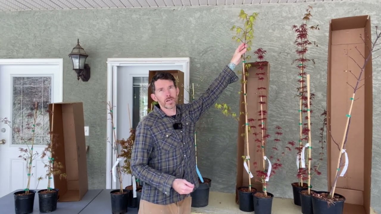 Epidsode 129: Japanese Maples In A Boxing Match