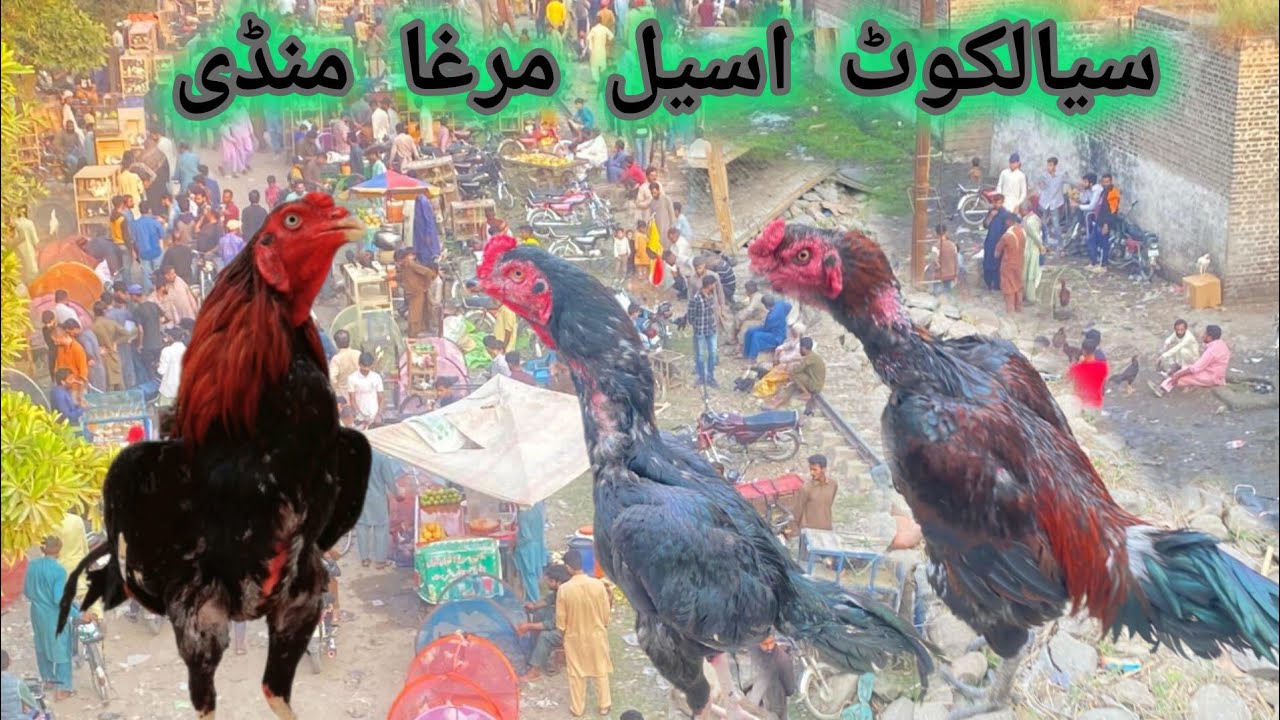 sialkot aseel mandi update September 2024 #sialkotvlogs