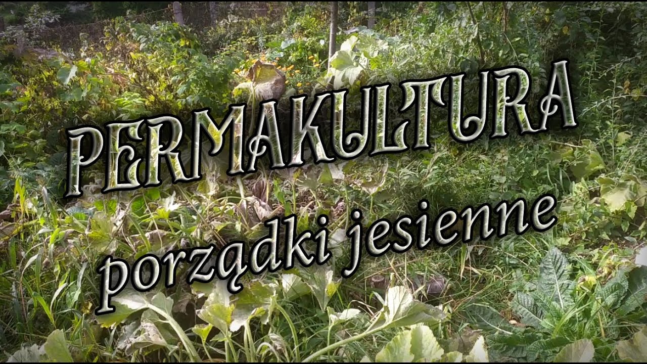 Permakultura - jesienne porządki