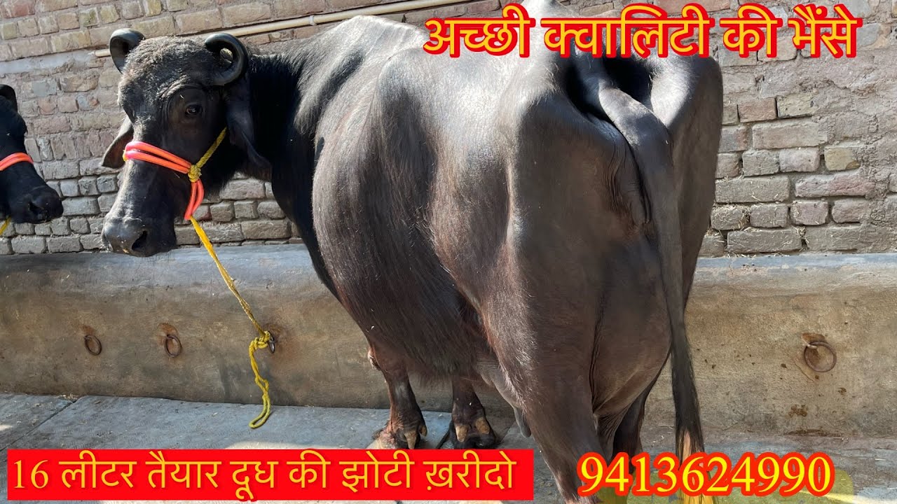 12 से 18 लीटर तैयार दूध की भैंसे ख़रीदो ✅ 10 भैंसे बिकाऊ 🏆थोरी डेयरी फ़ार्म श्री गंगानगर राजस्थान 