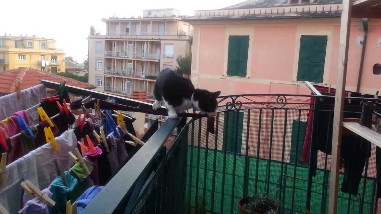 Le gesta eroiche della gattina Mim&igrave;