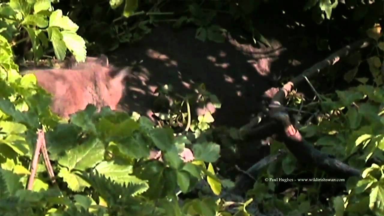 little foxes that spoil the vineyard with scripture