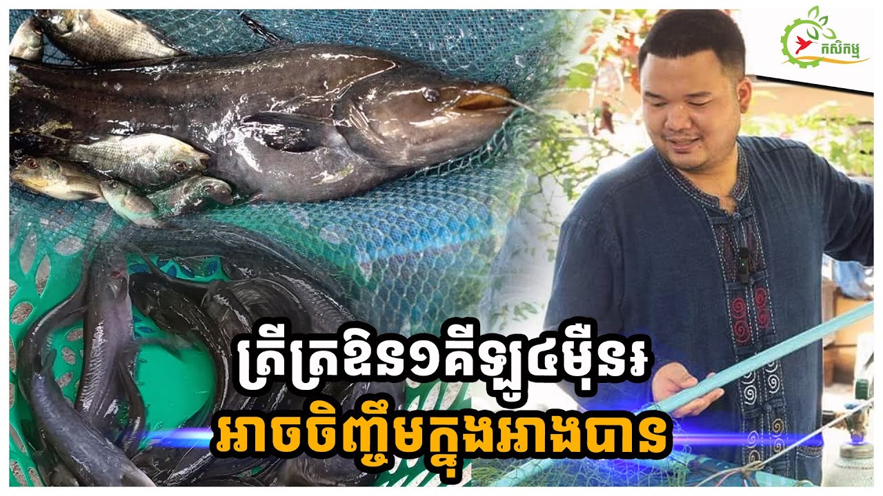 បច្ចេកទេសចិញ្ចឹមត្រីត្រឱនក្នុងអាងចំហៀងផ្ទះ ប្រើពេល៨ខែអាចចាប់លក់បាន ១គីឡូ៤ម៉ឺនរៀល