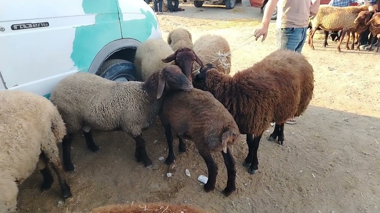 MAŞTAĞA QOYUN KEÇİ MAL BAZZARI. 17.8.2025