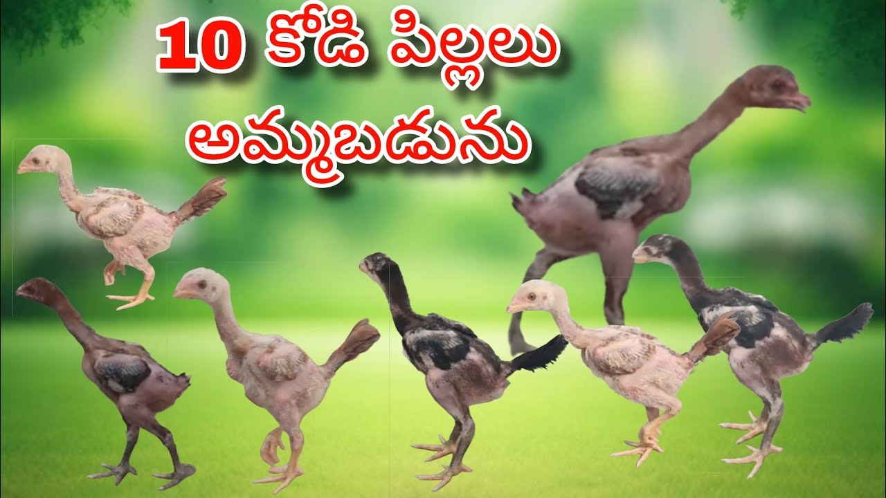#KVR BREEDES#thanks to all 🙏#bhimavaram chicks#peru cross chicks#chicks#patta punjulu#birds#chicken