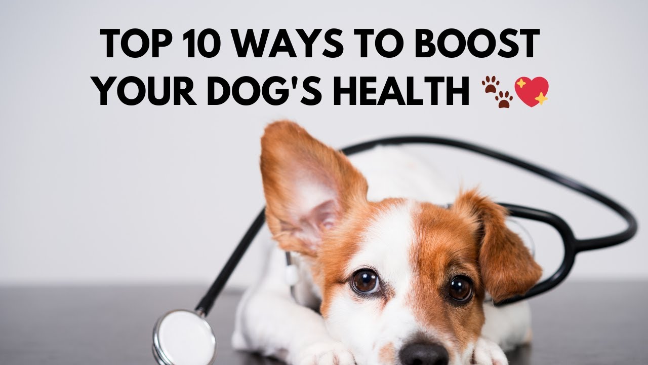 Top 10 Ways to Boost Your Dog's Health | Expert Tips for Dog Lovers 🐾💖