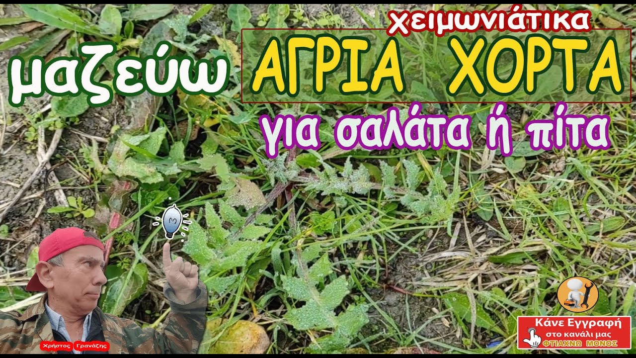 Μαζεύω ΑΓΡΙΑ ΧΟΡΤΑ του χειμώνα (για σαλάτα ή πίτα)