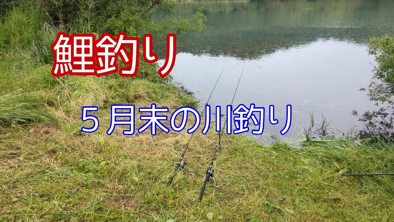 【#鯉釣り#carpfishing 】久し振りに川へ行ってみたら草ボーボー！