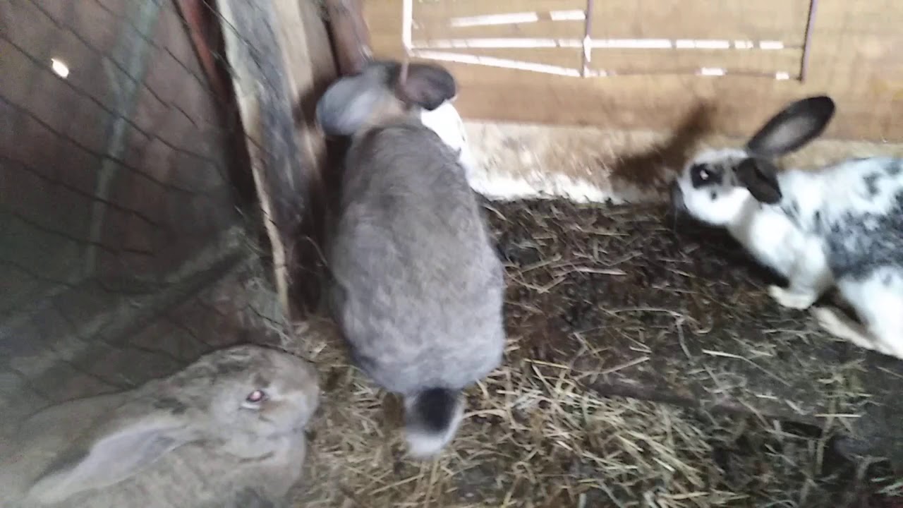 Tyúkok és Nyúlak a jó időben jó kedvel