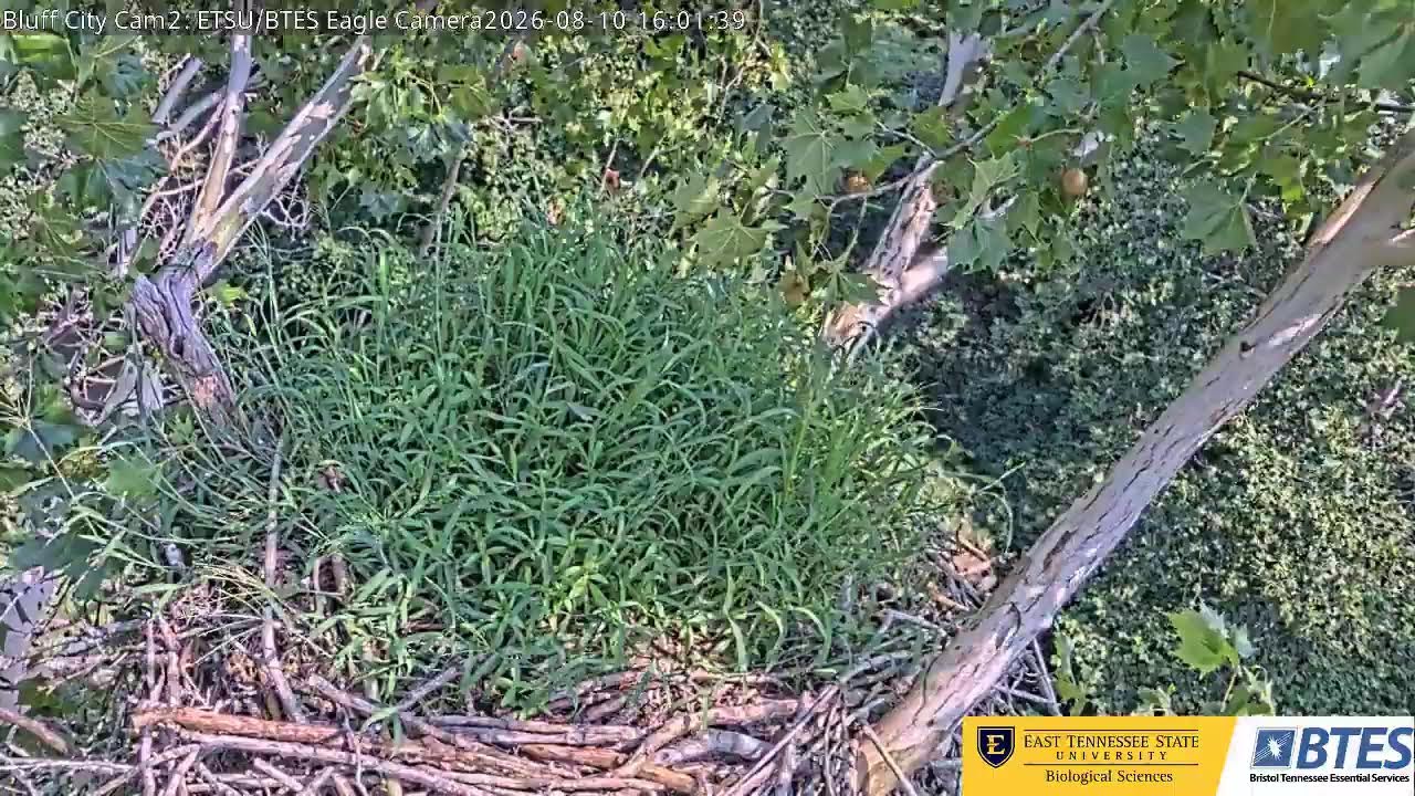 Bluff City Cam2: ETSU/BTES Eagle Camera