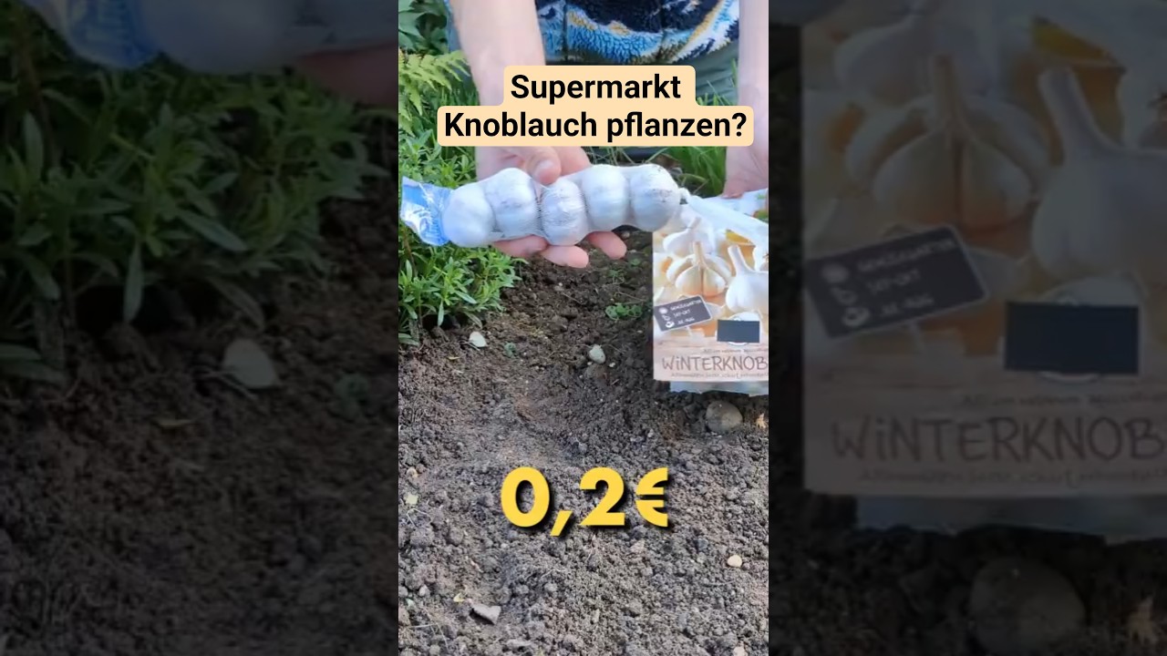 Geld sparen beim Knoblauch pflanzen? Ist Supermarkt Knoblauch nutzbar?