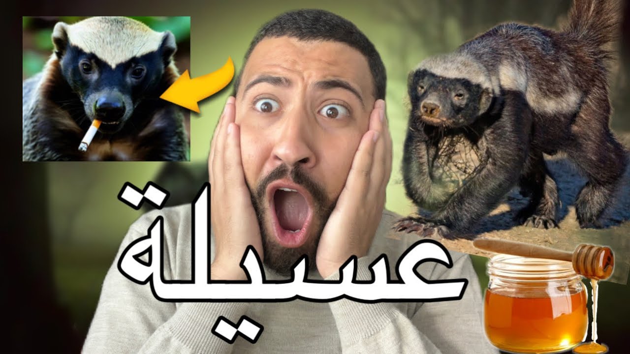 الحيوان الذي لا يخاف أحدًا! “عسيلة ” المفترس الذي يهاجم الأسود والثعابين محبوب المغاربة 😂