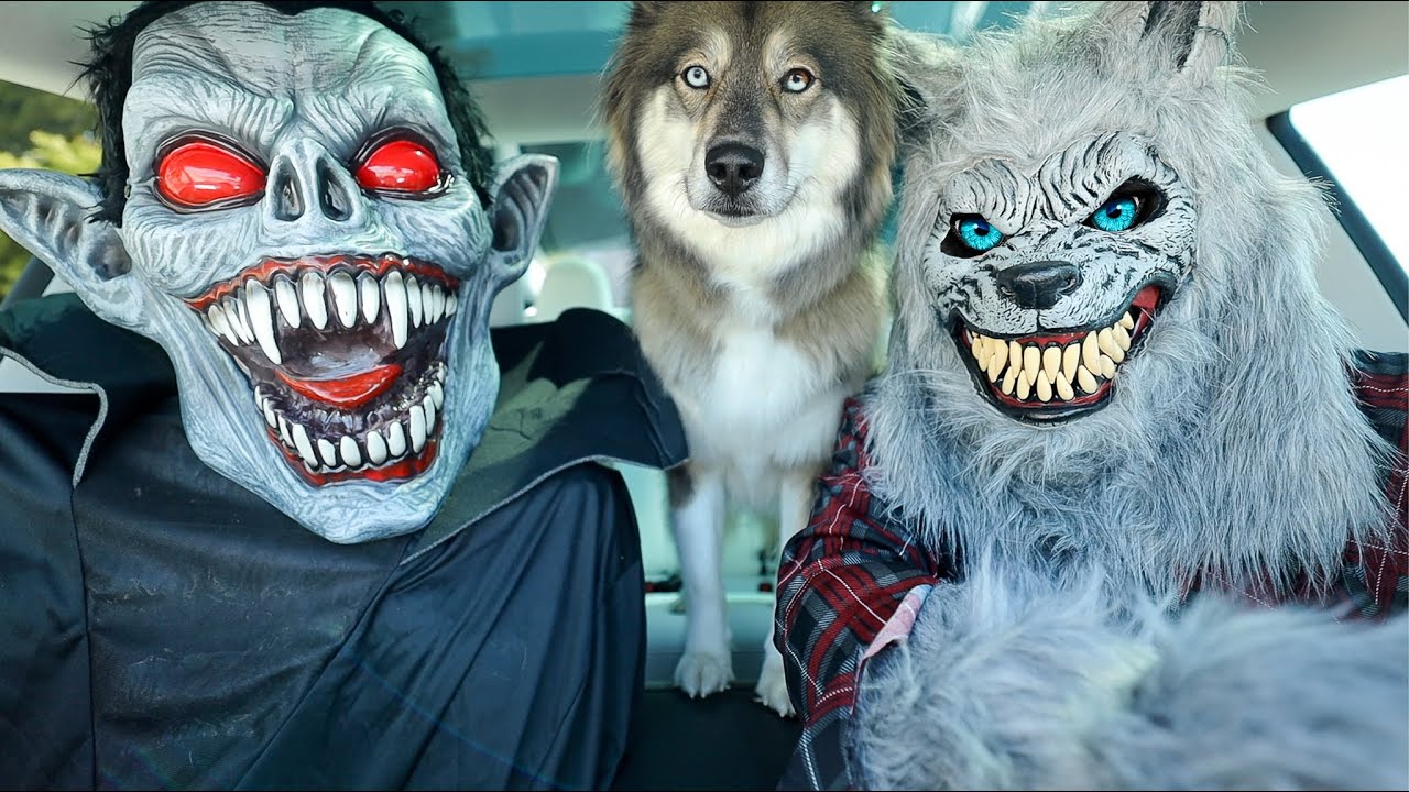 Wolf Surprises Puppy & Vampire with Car Ride Chase!