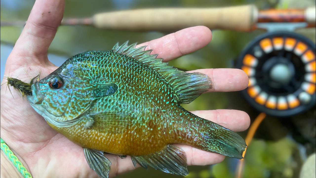 Exploring Creeks - Panfish Fly Fishing | 4/23