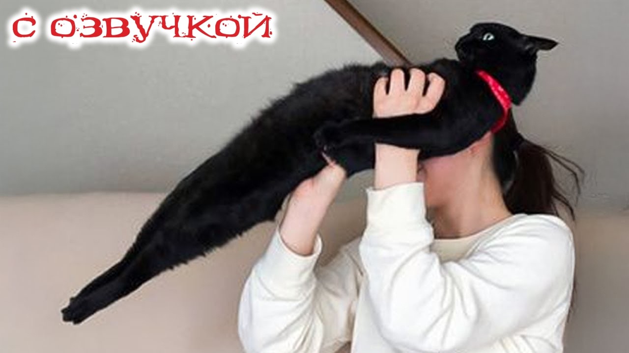 Приколы с котами! С ОЗВУЧКОЙ! Смешные Коты И Собаки! САМЫЕ СМЕШНЫЕ ЖИВОТНЫЕ!