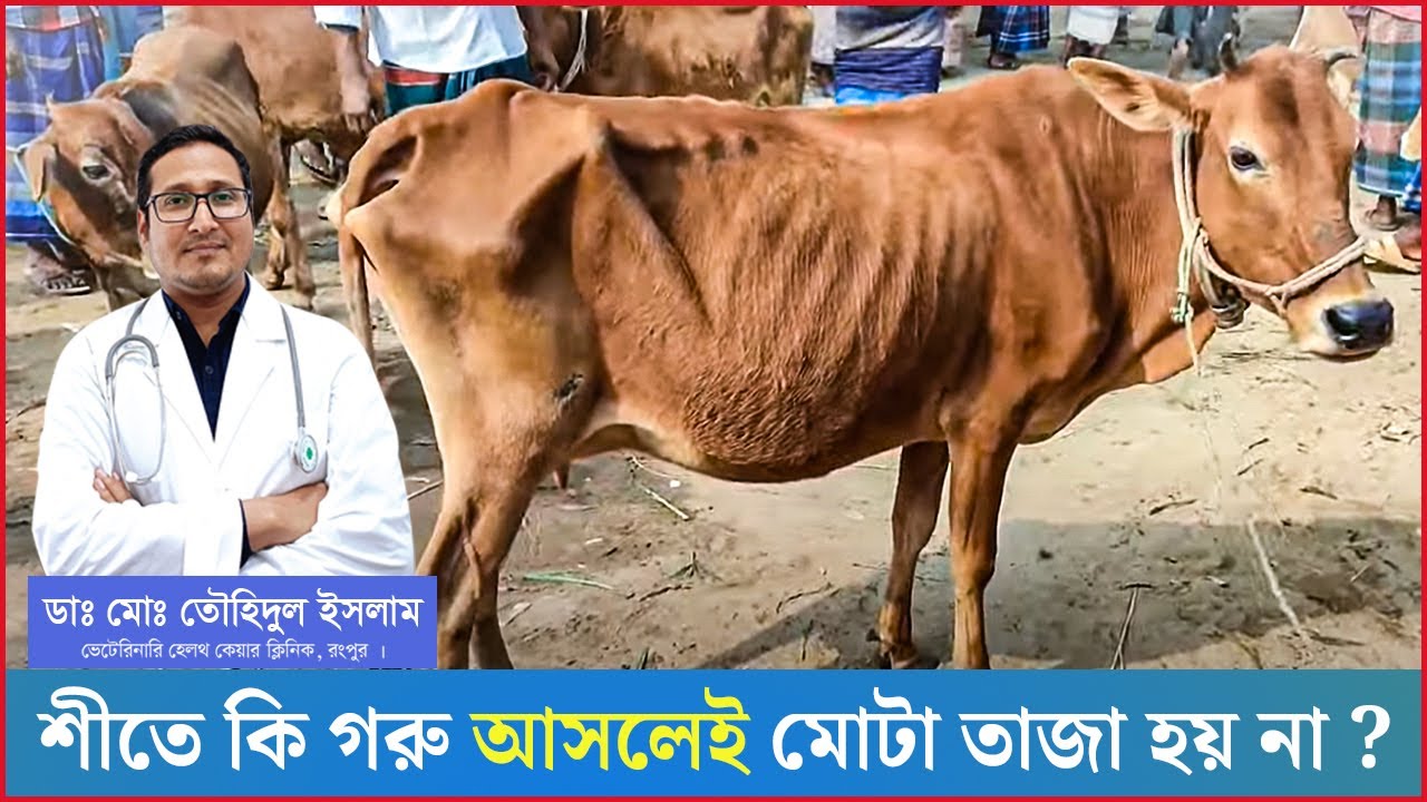 শীতে গরু কেন মোটাতাজা হয় না  | শীতকালে গরু পালন | গরুর খামার | গরু মোটাতাজা করন | Dr.Touhidul Islam