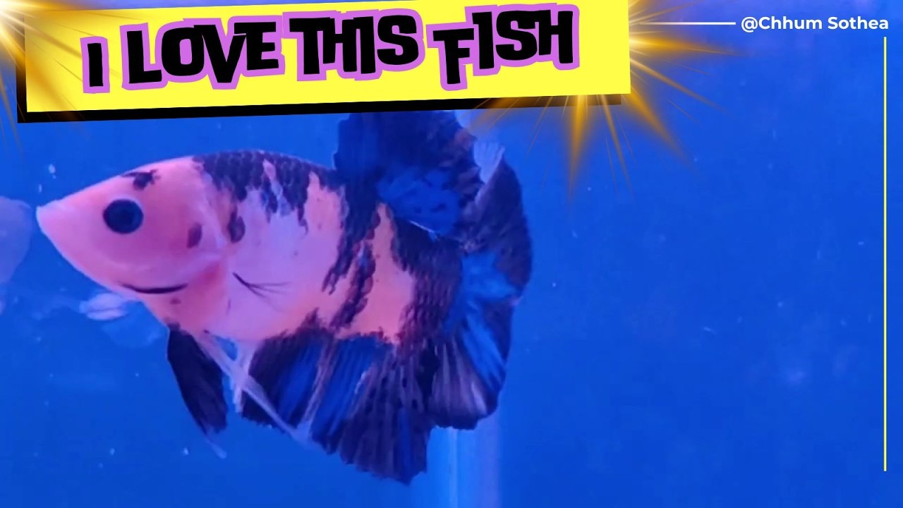 What are you doing let's release stress with my Balta fish