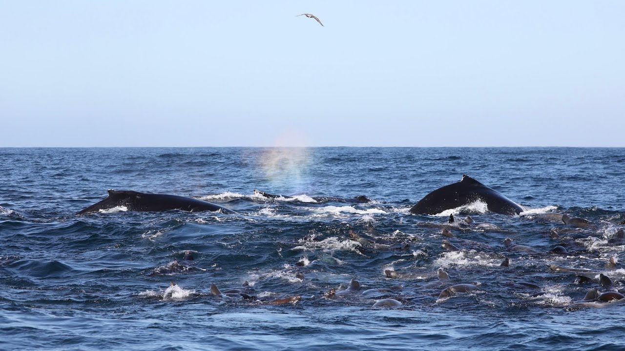 Monterey Bay Whale Watching May 2022. Dolphins, Humpbacks, and Spring Feeding Frenzies