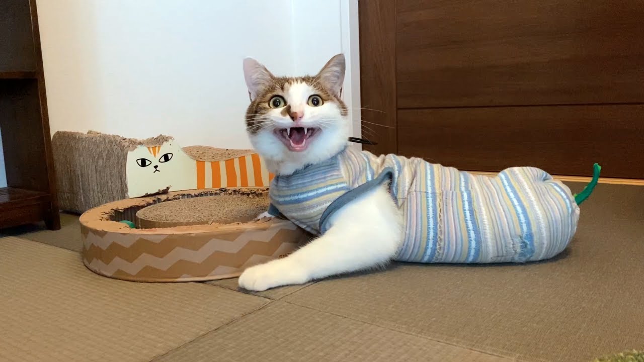 猫エースの反復横跳び＆海老反りジャンプ！【遊びに渋々付き合うおむすび】