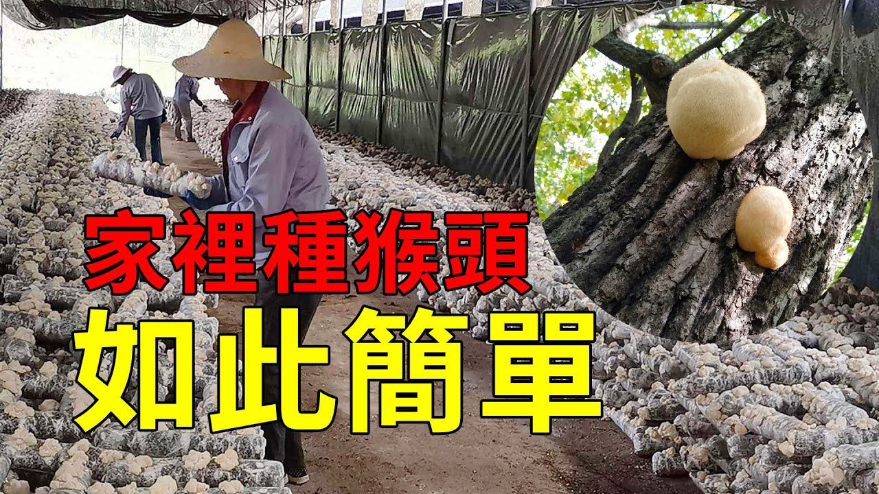 如何種植猴頭菇？曾經僅供古代宮廷享用的山珍，如今產量驚人