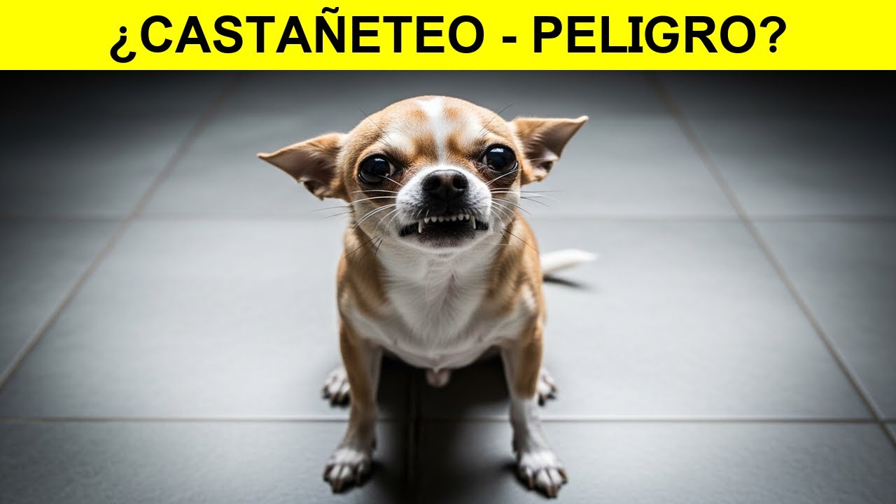 ¿Por qué tu perro CASTAÑETEA los dientes ¡La VERDAD impactante!