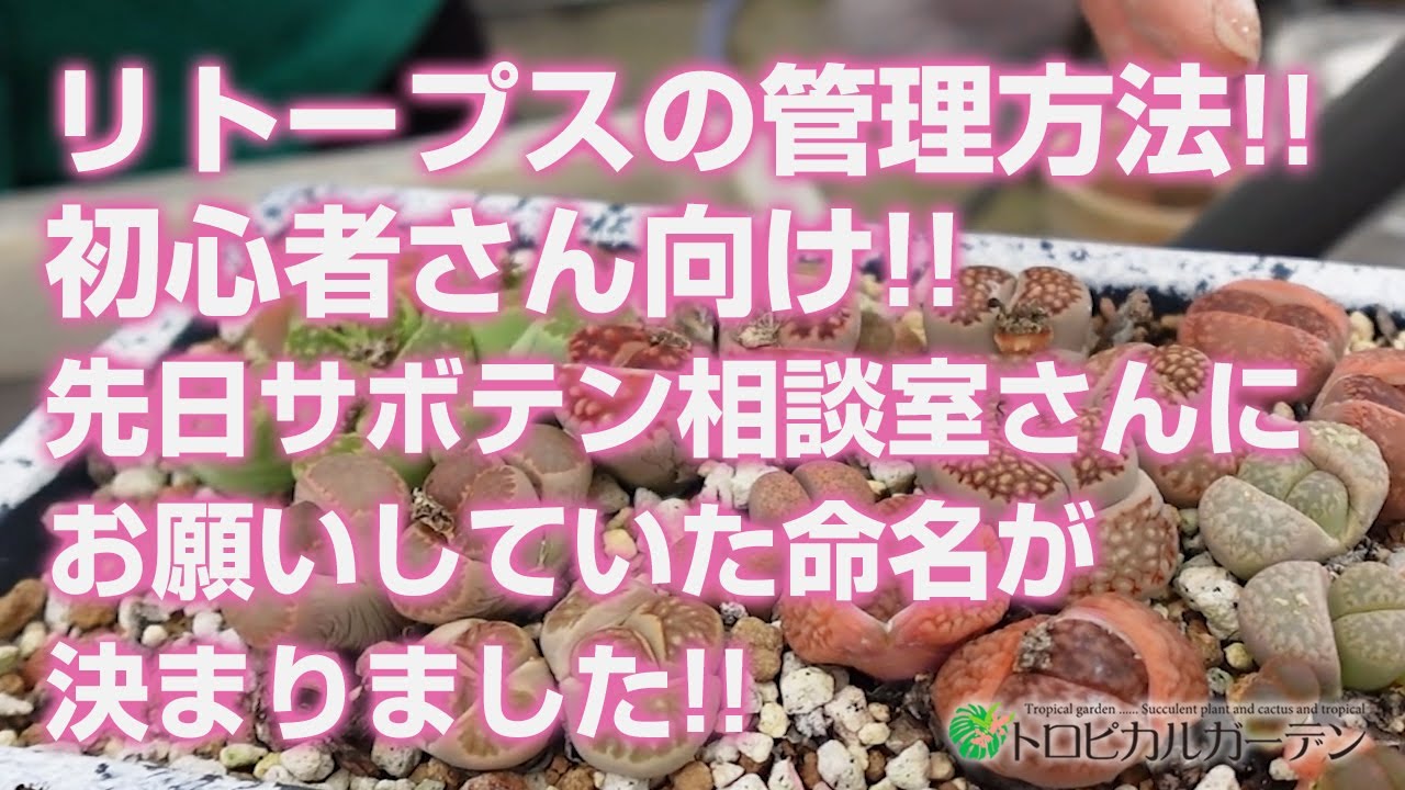 【多肉植物】リトープスの管理方法!!初心者さん向け!!先日サボテン相談室さんにお願いしていた命名が決まりました!!【succulent】トロピカルガーデン