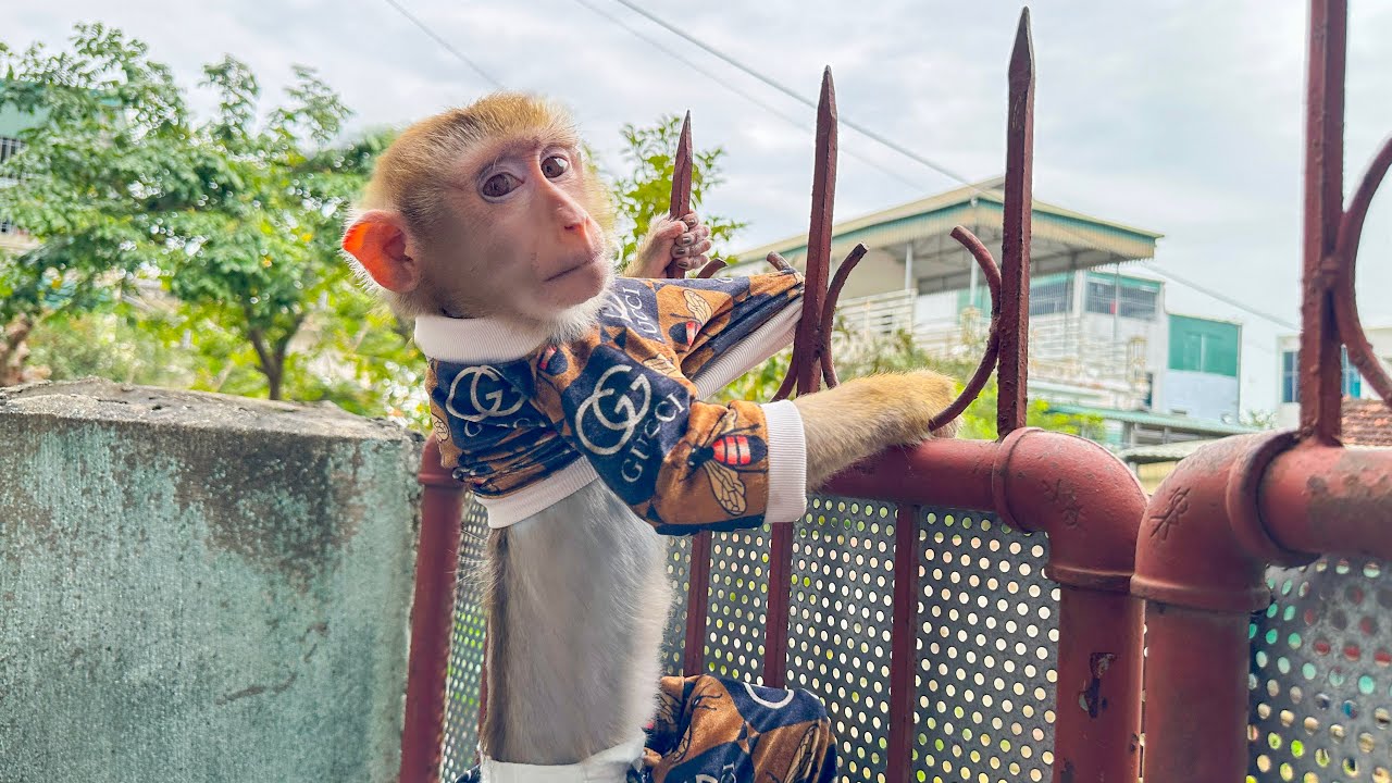 Monkey Kaka had shirt torn when her got stuck on an iron door