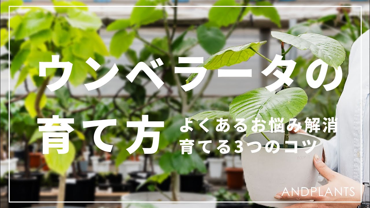 【完全版】ウンベラータの育て方を植物バイヤーが語る｜置き場所・温度・剪定、よくあるお悩みも解決！！