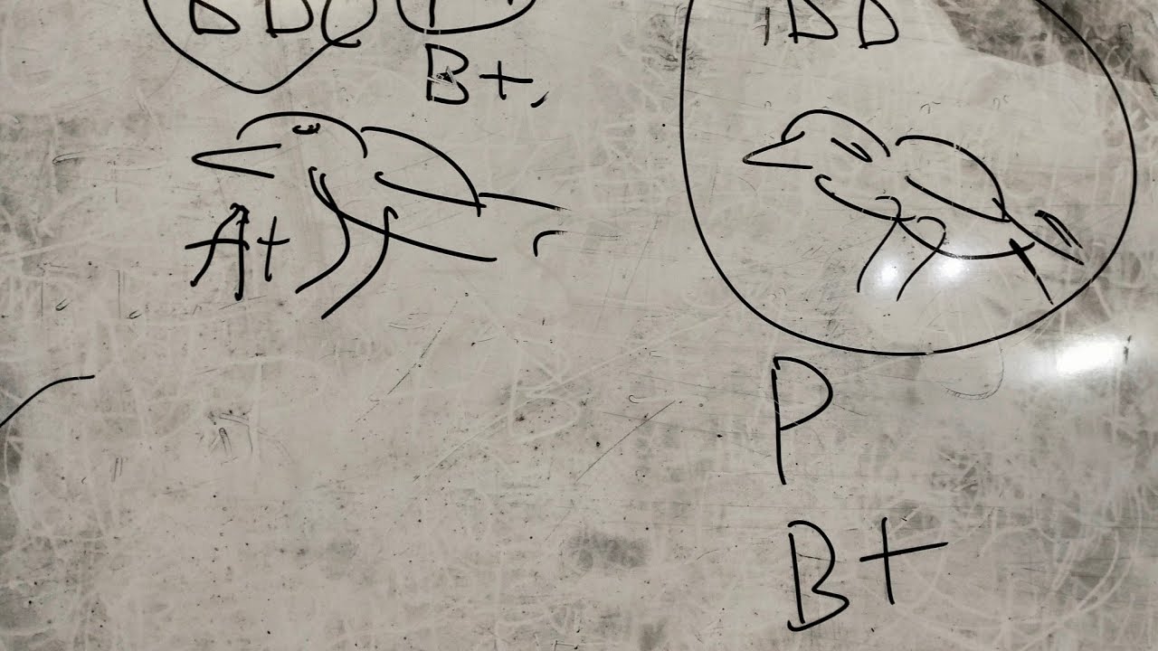 APA ITU BIRAHI DANGKAL VS B.DALEM?
