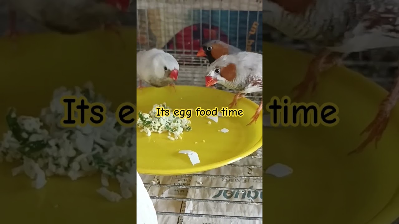 Zebra finch feeding #zebrafinchbreeding #birdfeeding #eggfood #zebrafinch #finchesbirds #finch