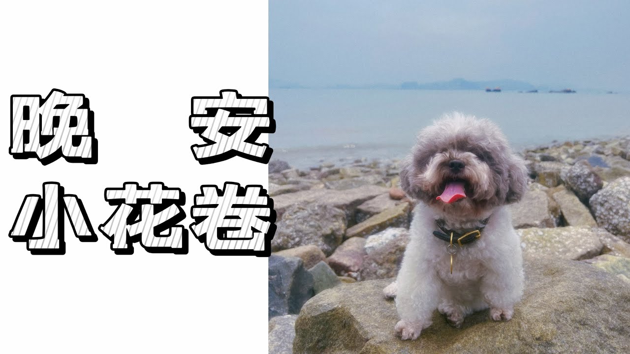 小花卷的最后一天 狗生没有遗憾 我们都替你高兴