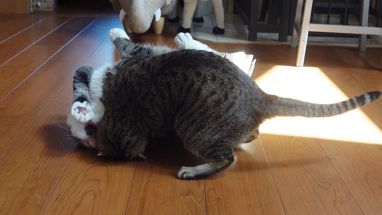 箱に入っていたら襲われちゃったねこ。-When Maru was in the box, he was attacked by Hana.-