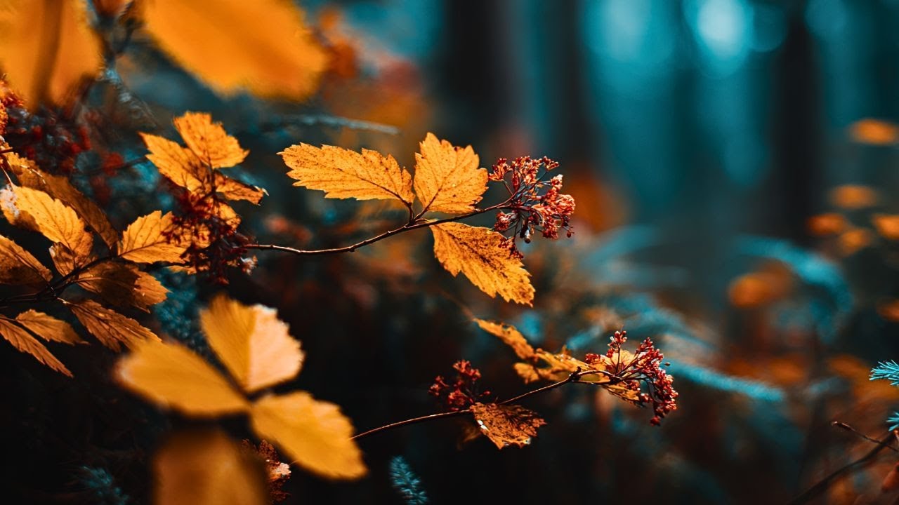 Jesus, Lover of My Soul: Instrumental Worship Music | Meditation | Classical Christian music