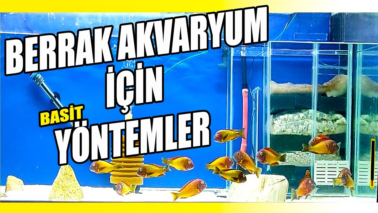 CAM GİBİ BERRAK AKVARYUM NASIL OLUR-Cam Gibi Akvaryum Suyu Nasıl Olur-Akvaryum Suyu Berraklaştırma