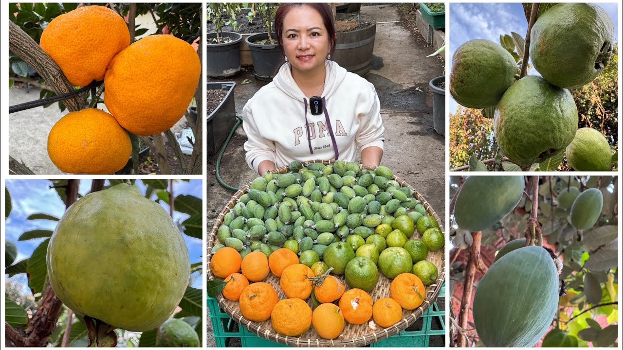 Hái quýt Nhật, ổi nữ hoàng, ổi lê ruột đỏ, lượm ổi Brazil và review trái cây tại vườn nhà ở Úc