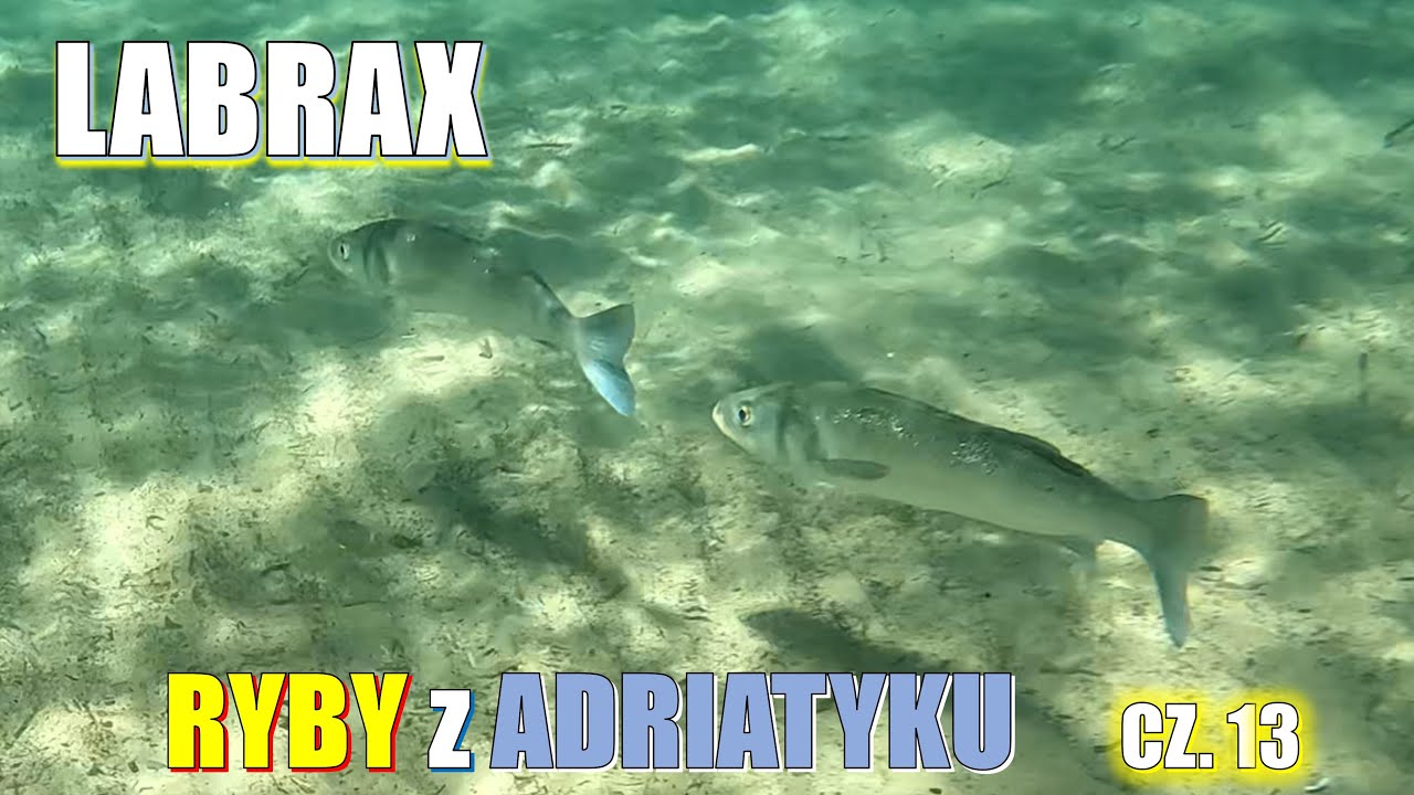 RYBY z ADRIATYKU cz. 13. LABRAX (łac. Dicentrarchus labrax). Okoń morski.