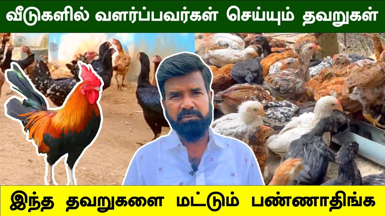 வீடுகளில் வளர்ப்பவர்கள் செய்யும் தவறுகள் | இந்த தவறுகளை மட்டும் பண்ணாதிங்க | TAMIL | GUNA'S POULTRY